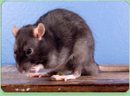 rat control Hinckley